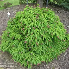 Ель обыкновенная Акрокона Анна