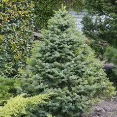 Ель сербская Нана