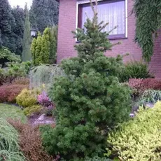 Ель обыкновенная Ломбартси