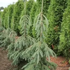 Ель сизая (канадская) Пендула