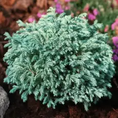 Кипарисовик горохоплодный Бэби Блю