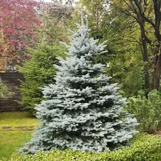 Ель колючая Роял Блю