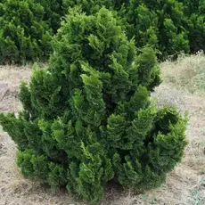 Кипарисовик тупой Нана Грацилис