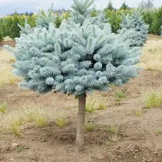 Ель колючая Хупси на штамбе