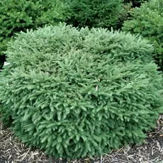 Ель мариорика Maчала