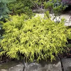 Кипарисовик горохоплодный Филифера Ауреа Нана