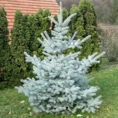 Ель колючая Эдит