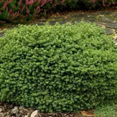 Ель обыкновенная Литл Джем