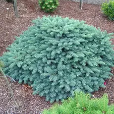 Ель колючая Вальдбрун