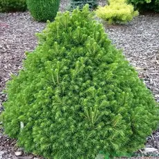 Ель обыкновенная Томпа