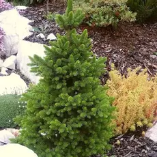 Ель обыкновенная Виллс Цверг