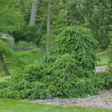 Ель обыкновенная Фробург