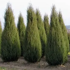 Можжевельник виргинский