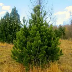 Сосна кедровая (Кедр)