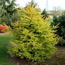 Ель обыкновенная Ауреа
