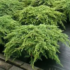 Можжевельник обыкновенный Репанда