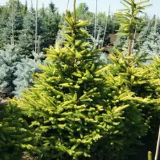 Ель обыкновенная Конка