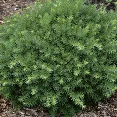 Тис средний Денсиформис