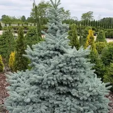 Ель колючая Хото