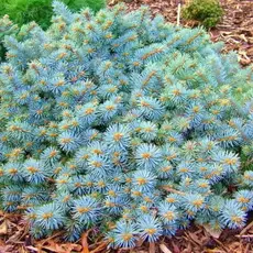 Ель колючая Сант Мериз Брум