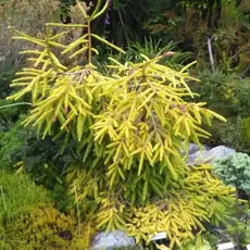 Ель обыкновенная Анита Голден Клоак на штамбе