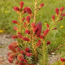 Ель обыкновенная Круента