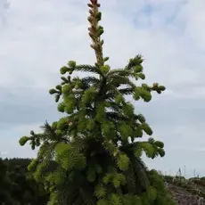 Ель обыкновенная Эренголд