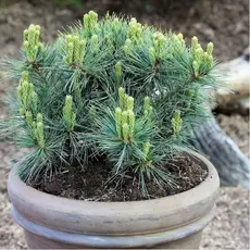 Сосна веймутова Крюгерс Лилипут