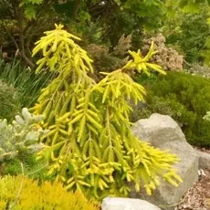 Ель обыкновенная Голд Финч на штамбе