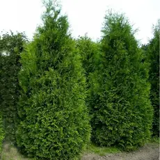 Туя западная Кинг оф Брабант