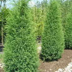 Можжевельник обыкновенный