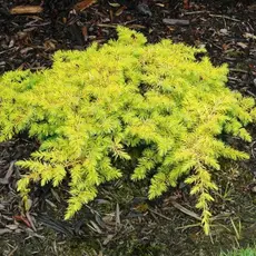 Можжевельник прибрежный Ол голд