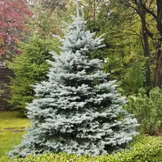 Ель колючая Эрих Фрам