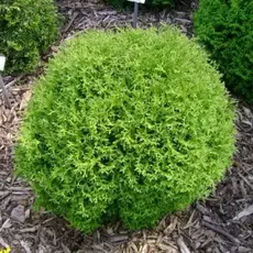 Туя западная Тини Тим