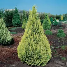 Кипарисовик Лавсона Ивонне