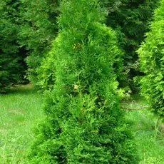 Туя западная Холмструп