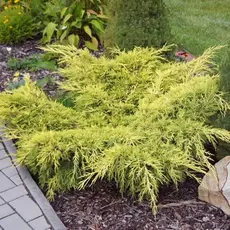 Можжевельник средний Олд Голд