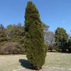 Можжевельник китайский Спартан