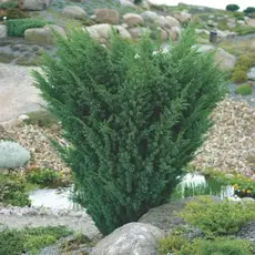 Можжевельник китайский Блаув