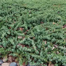 Можжевельник прибрежный Блю Пасифик