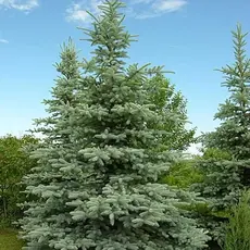 Ель колючая сизая