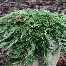 Можжевельник горизонтальный Панкейк