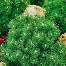 Сосна горная Хайдеперле