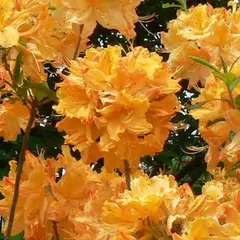 Азалия Голден Лайтс