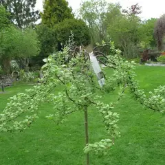Ива козья Курли Локс на штамбе