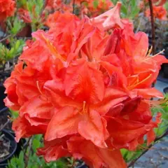 Азалия Фейерверк