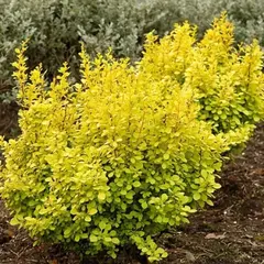 Барбарис тунберга Ауреа