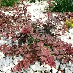 Барбарис тунберга Коронита