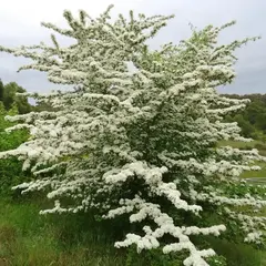 Боярышник однопестичный