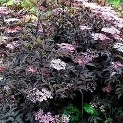 Бузина черная Блэк Бьюти